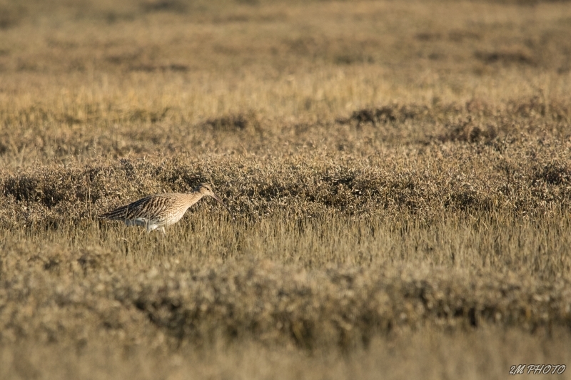 Photo Oiseaux