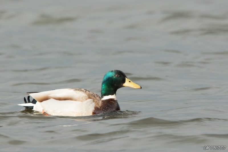 Photo Oiseaux Canard colvert (Anas platyrhynchos)