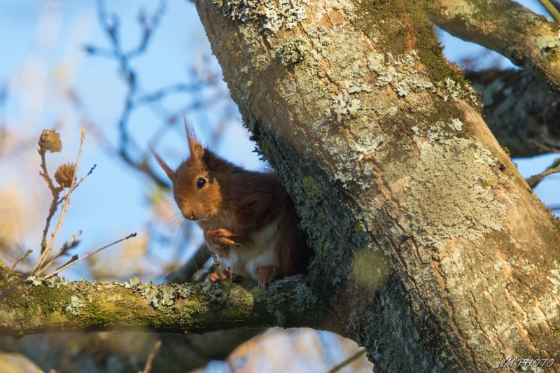 Photo Mammifères Ecureuil roux (Sciurus vulgaris)