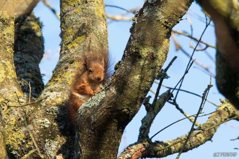 Photo Mammifères Ecureuil roux (Sciurus vulgaris)