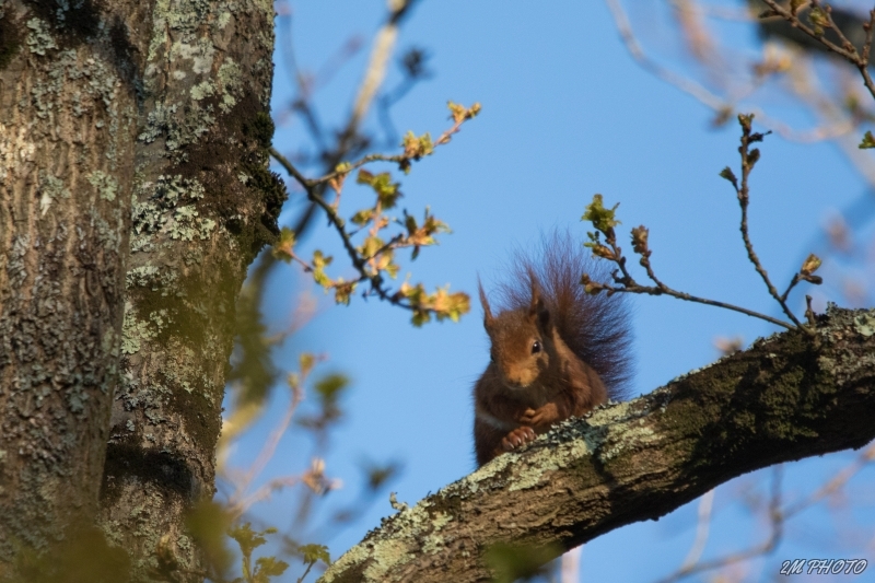 Photo Mammifères Ecureuil roux (Sciurus vulgaris)