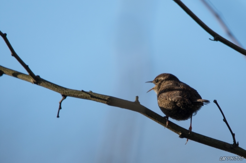 Photo Oiseaux Pic épeiche