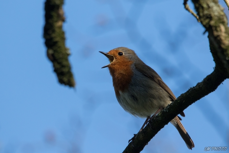 Photo Oiseaux Rouge gorge familier