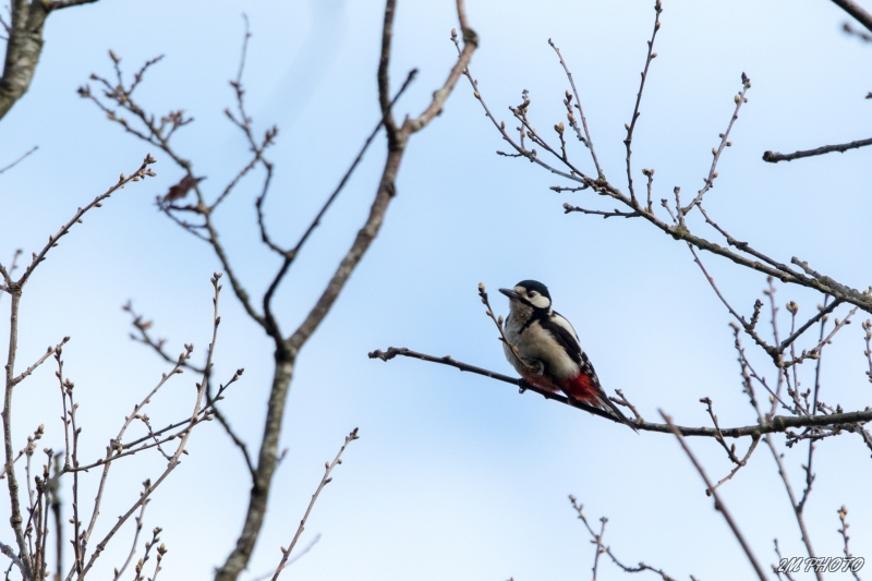 Photo Oiseaux Pic épeiche
