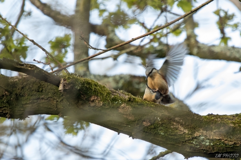 Photo Oiseaux