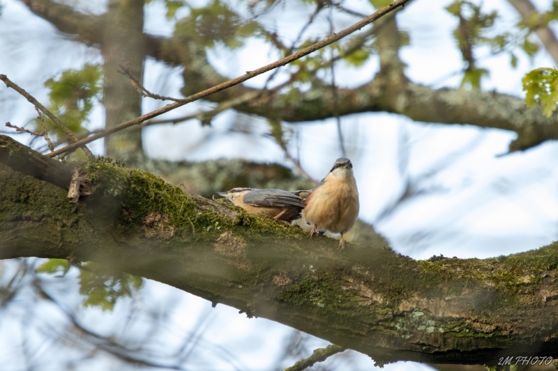 Photo Oiseaux Sittelle torchepot