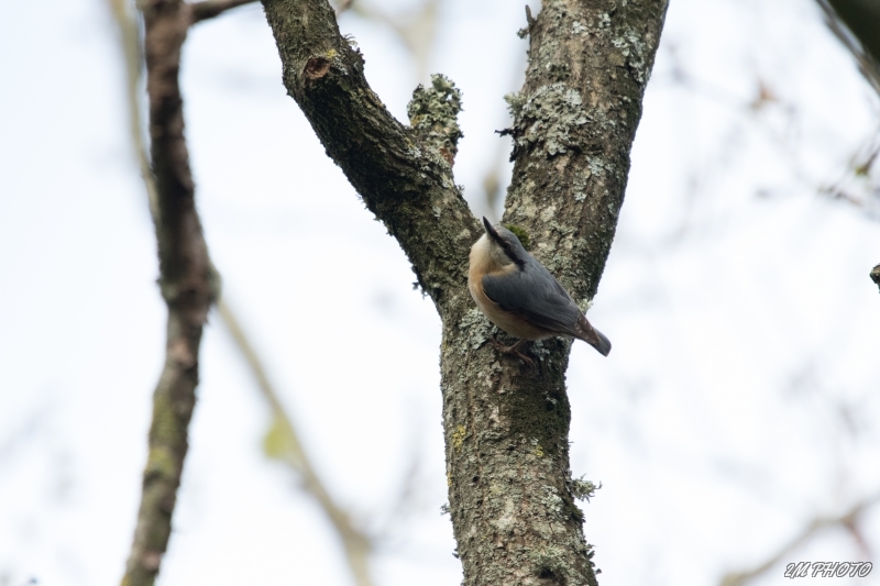 Photo Oiseaux Sittelle torchepot
