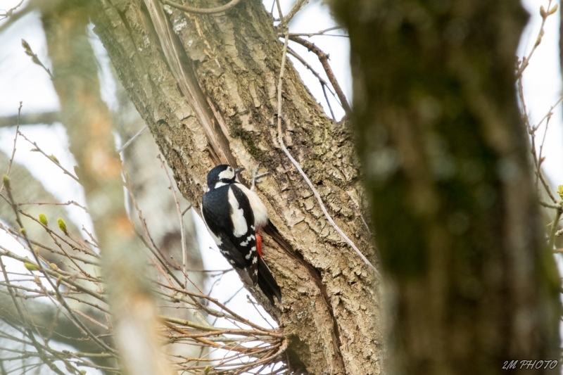 Photo Oiseaux Pic épeiche