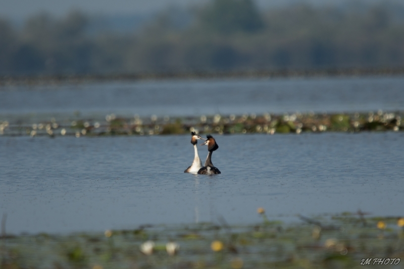Photo Oiseaux Grèbe huppé
