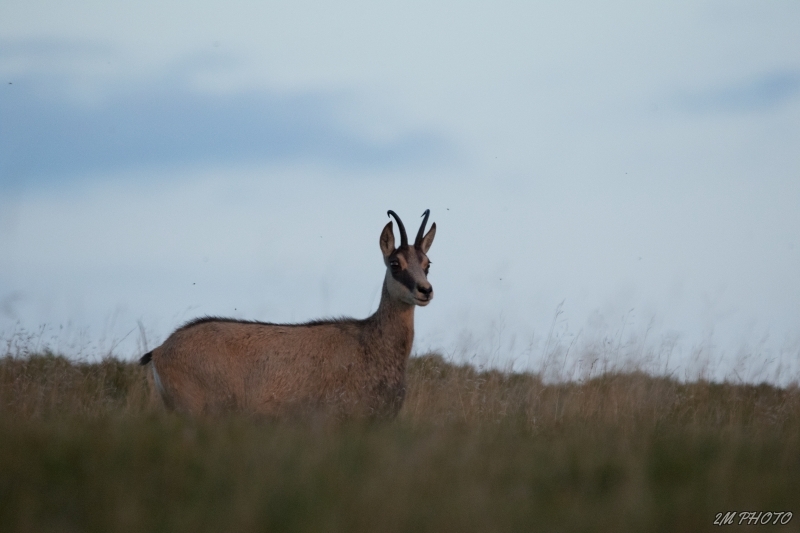 3X4A2335.jpg Chamois (Rupicapra rupicapra)