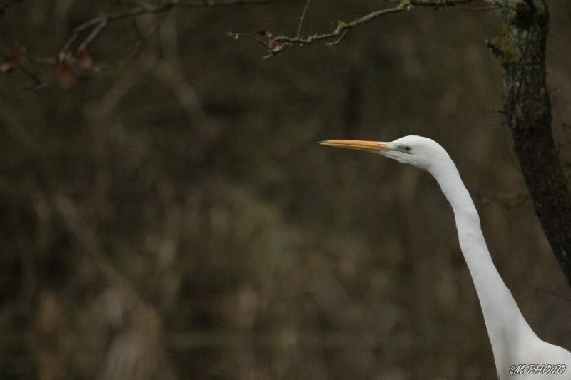 Photo Oiseaux Grande aigrette (Ardea alba)