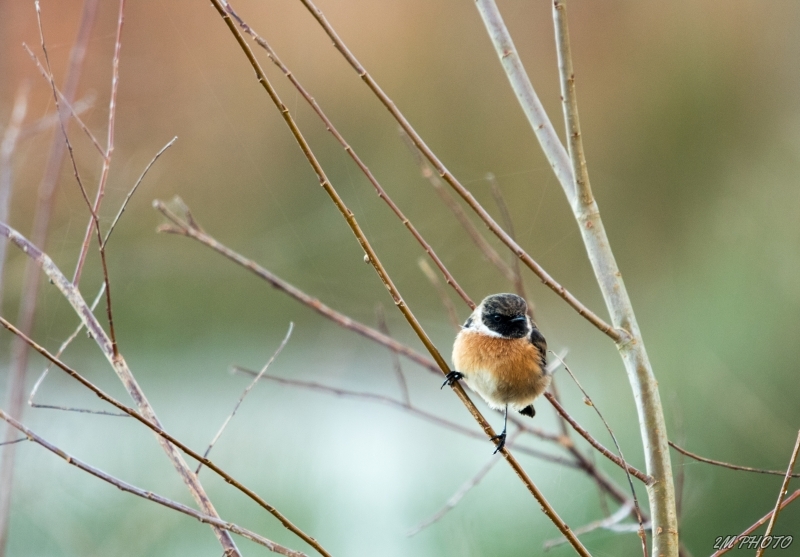 Photo Oiseaux tarier pâtre