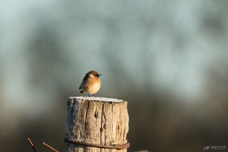 Photo Oiseaux Tarier pâtre (Saxicola rubicola)