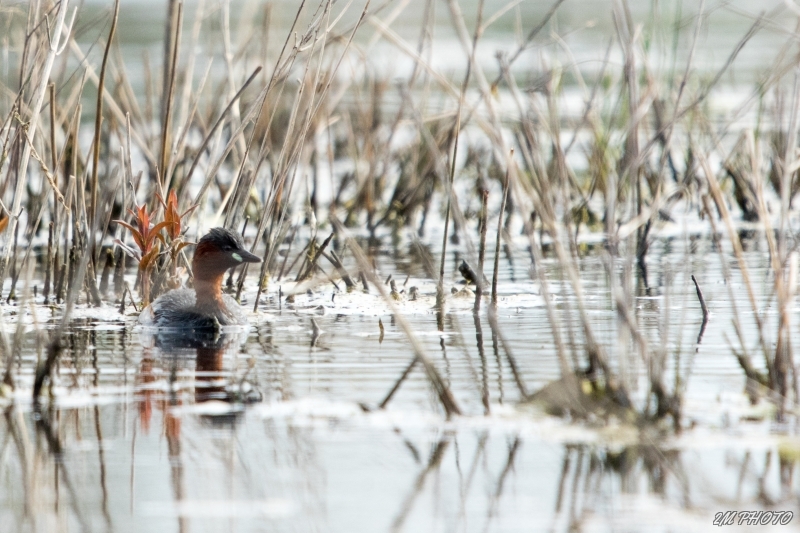 Photo Oiseaux