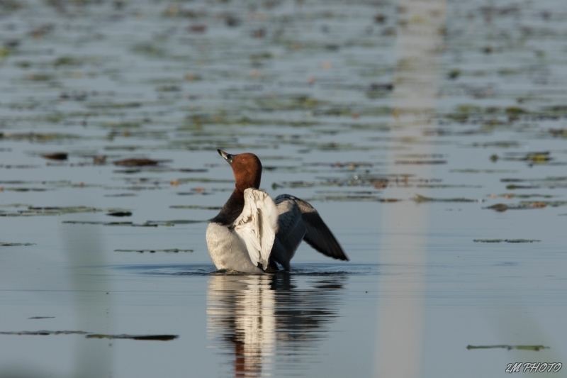 Photo Oiseaux Fuligule milouin (Aythya ferina)
