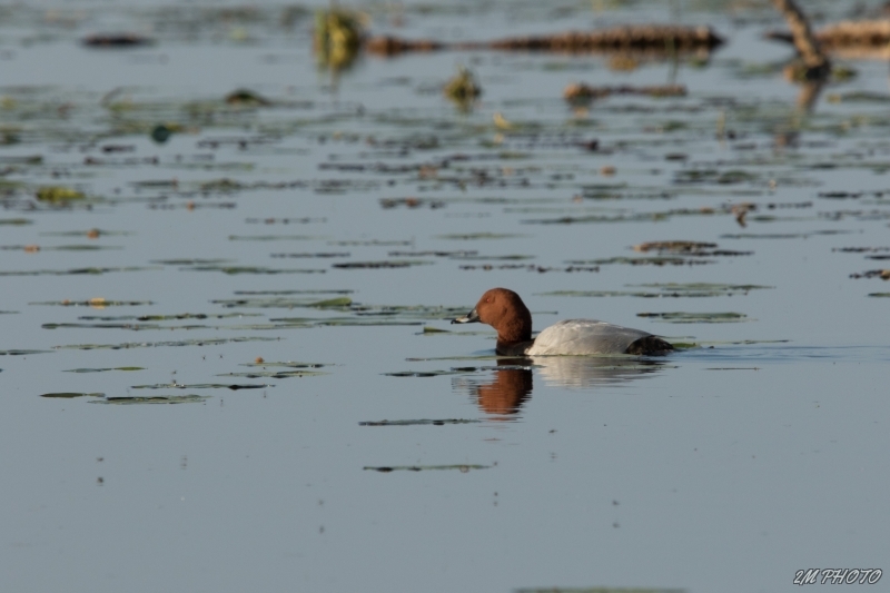Photo Oiseaux Fuligule milouin (Aythya ferina)