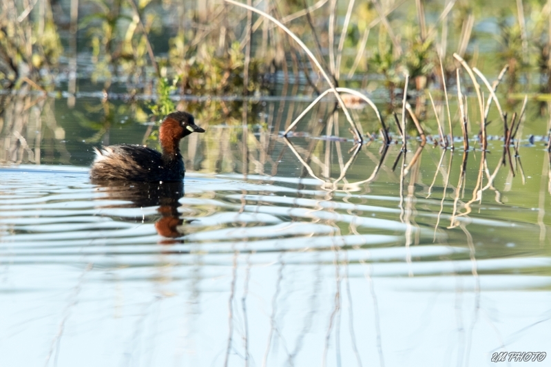 Photo Oiseaux