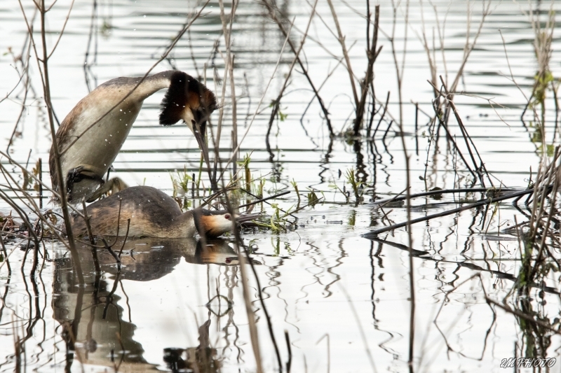Photo Oiseaux Grèbe huppé