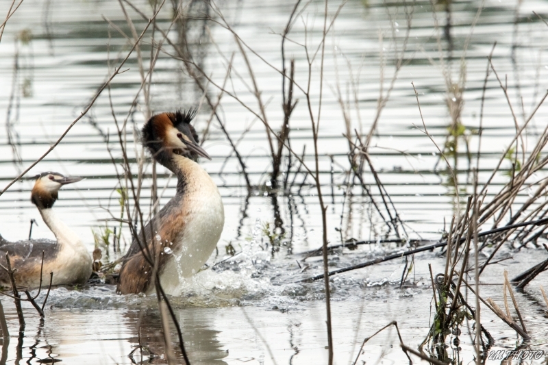 Photo Oiseaux Grèbe huppé
