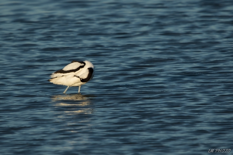 Photo Oiseaux avocette elegante