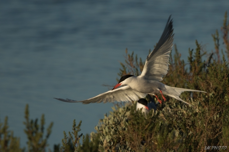 Photo Oiseaux Sterne pierre-garin