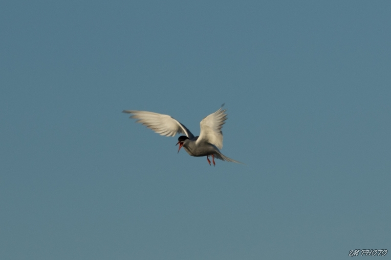Photo Oiseaux Sterne pierre-garin