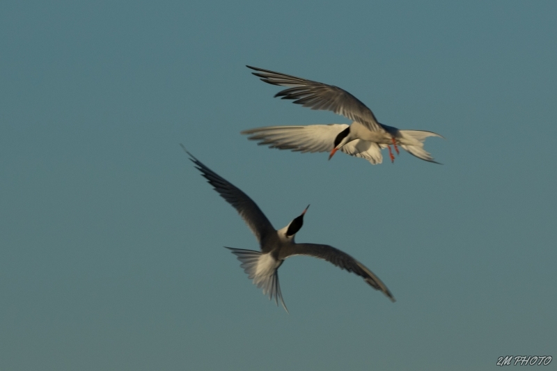 Photo Oiseaux Sterne pierre-garin