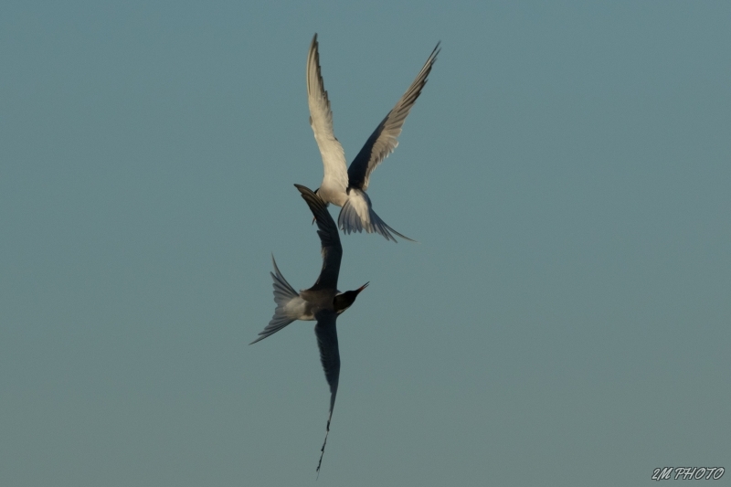 Photo Oiseaux Sterne pierre-garin
