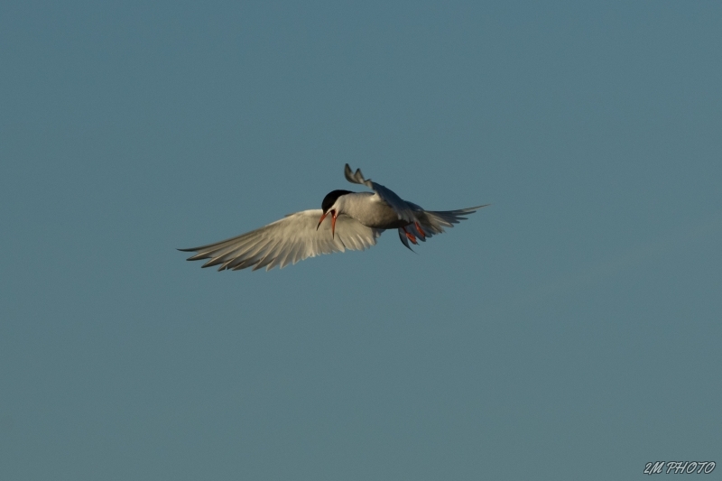 Photo Oiseaux Sterne pierre-garin