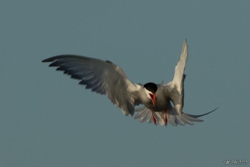 Photo Oiseaux Sterne pierre-garin