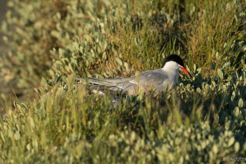 Photo Oiseaux Sterne pierre-garin