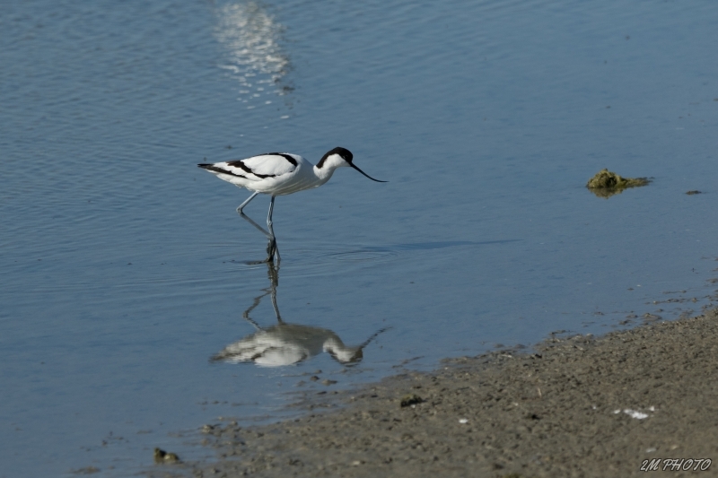 Photo Oiseaux avocette elegante