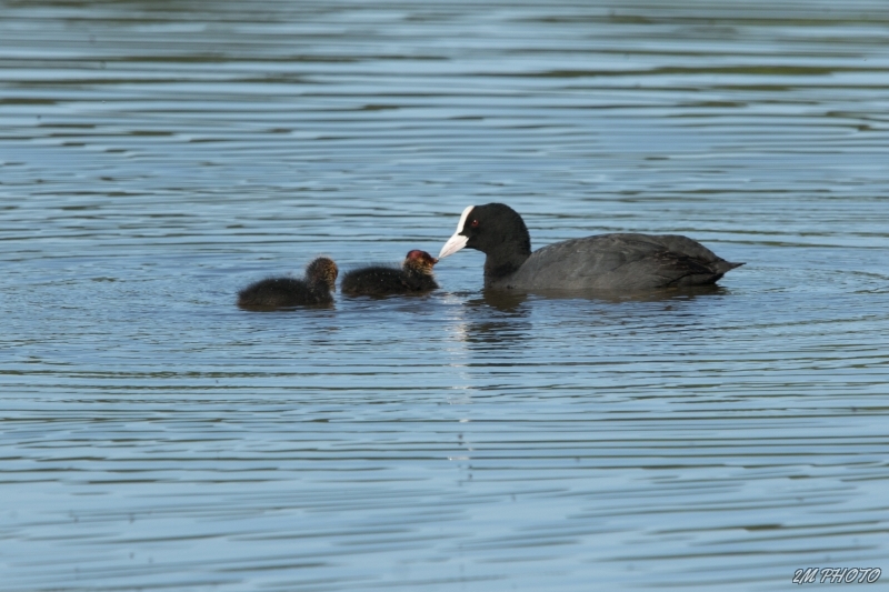 Photo Oiseaux Foulques macroules poussins