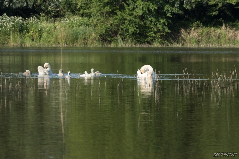 Photo Oiseaux Cygnes tuberculés et progeniture