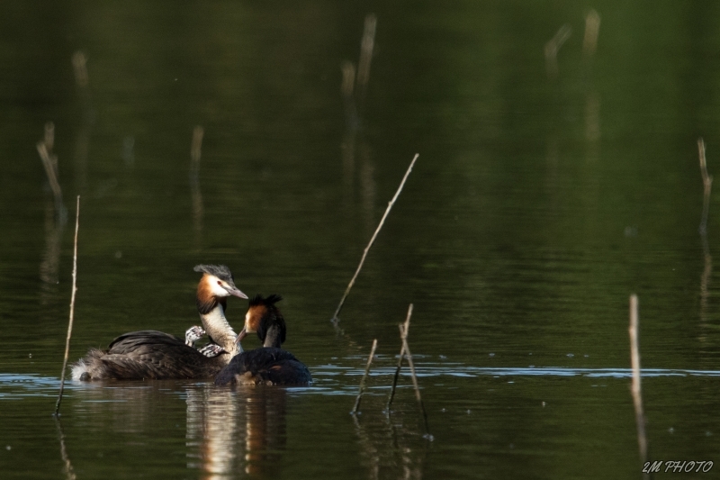 Photo Oiseaux