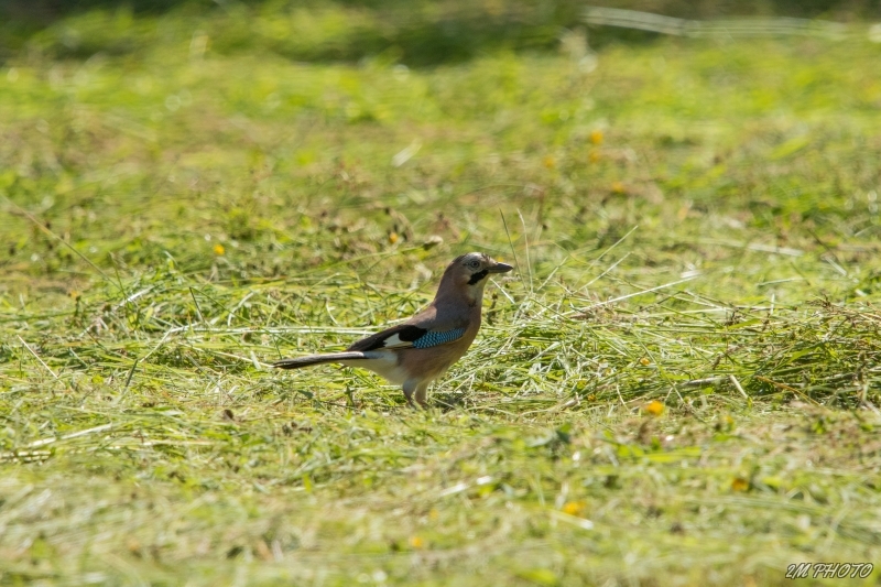 Photo Oiseaux Geai des chênes