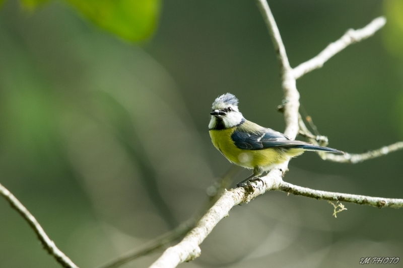 Photo Oiseaux