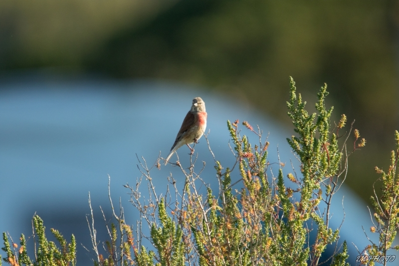 Photo Oiseaux Linotte mélodieuse (Linaria cannabina)