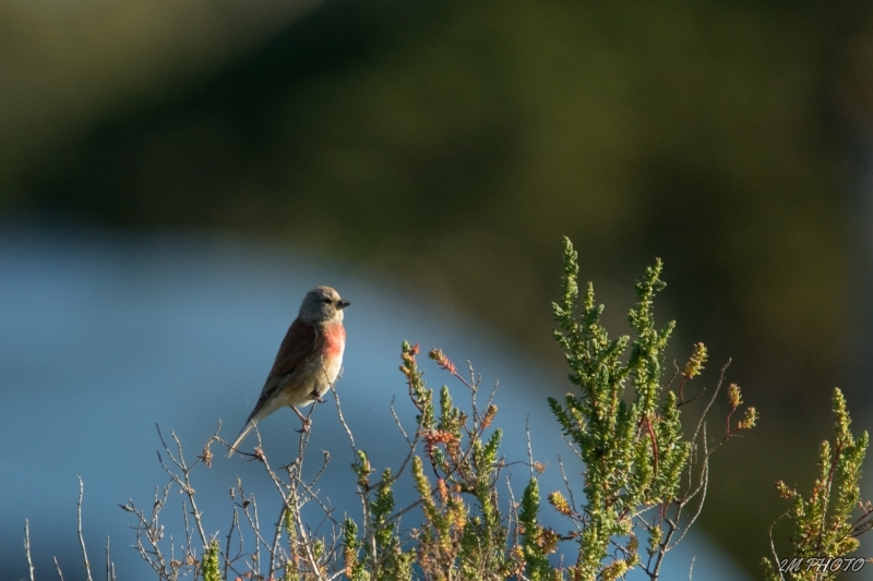 Photo Oiseaux Linotte mélodieuse (Linaria cannabina)