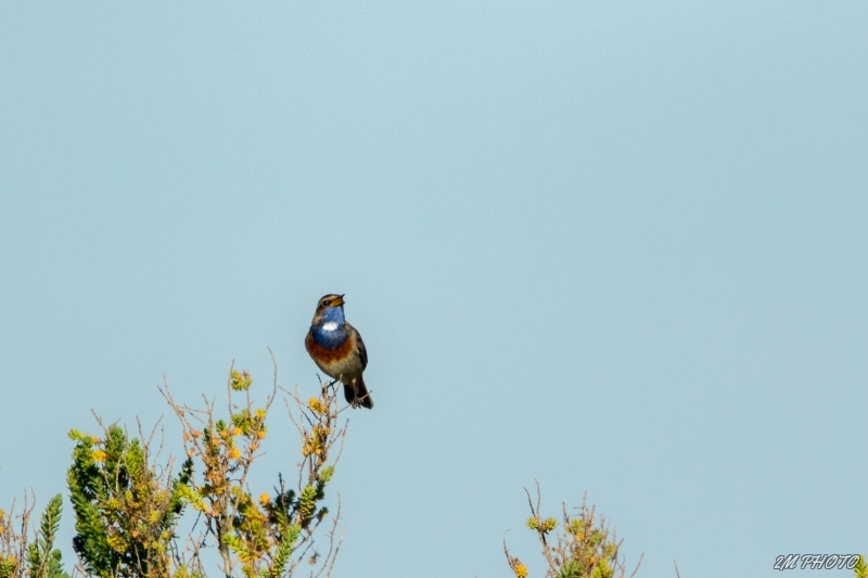 Photo Oiseaux Gorgebleue à miroir (Luscinia svecica)