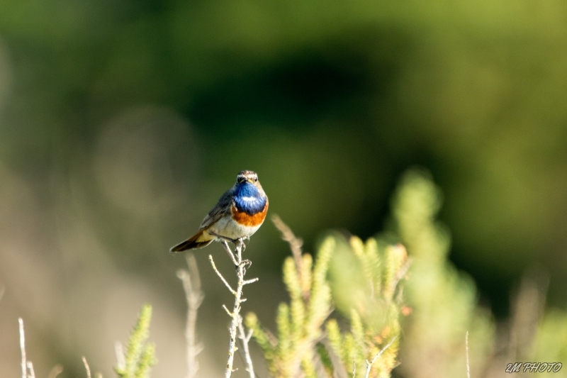 3X4A6872-8.jpg Gorgebleue à miroir (Luscinia svecica)