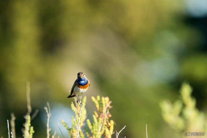 Photo Oiseaux Gorgebleue à miroir (Luscinia svecica)