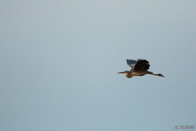 3X4A6974-2.jpg Héron pourpré (Ardea purpurea)
