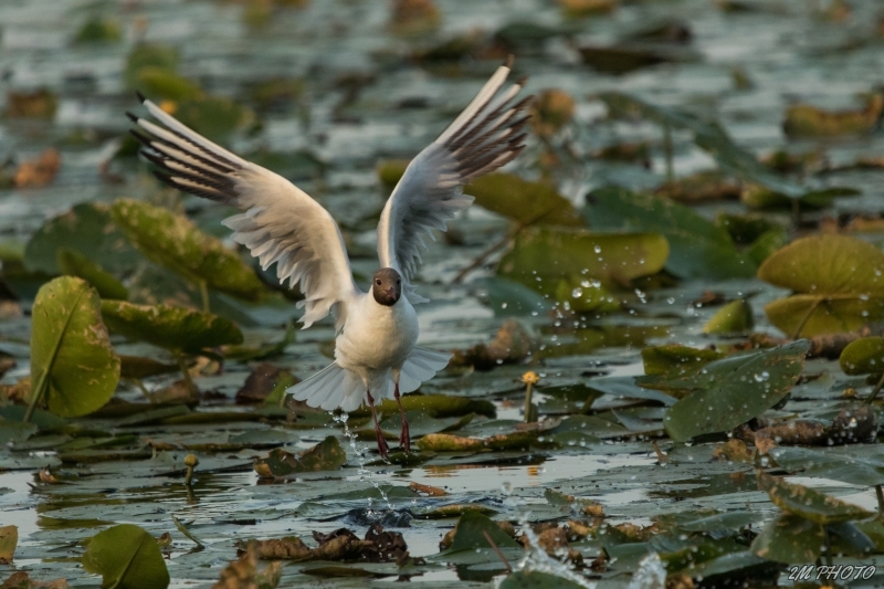 Photo Oiseaux Mouette rieuse (Chroicocephalus ridibundus