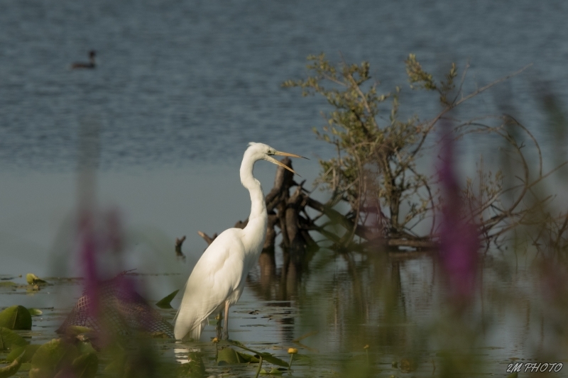 Photo Oiseaux Grande aigrette (Egretta alba)