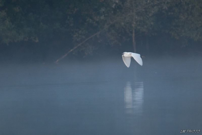 Photo Oiseaux Grande aigrette (Egretta alba)
