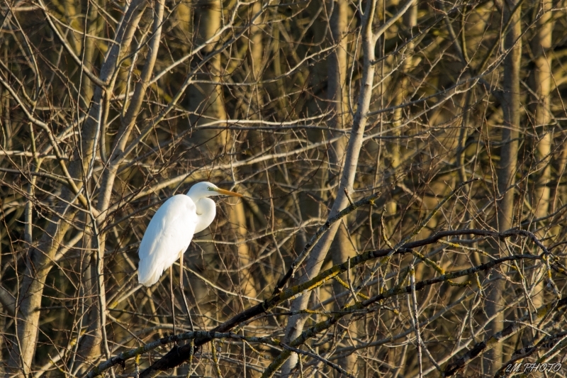 Photo Oiseaux Grande aigrette (Ardea alba)