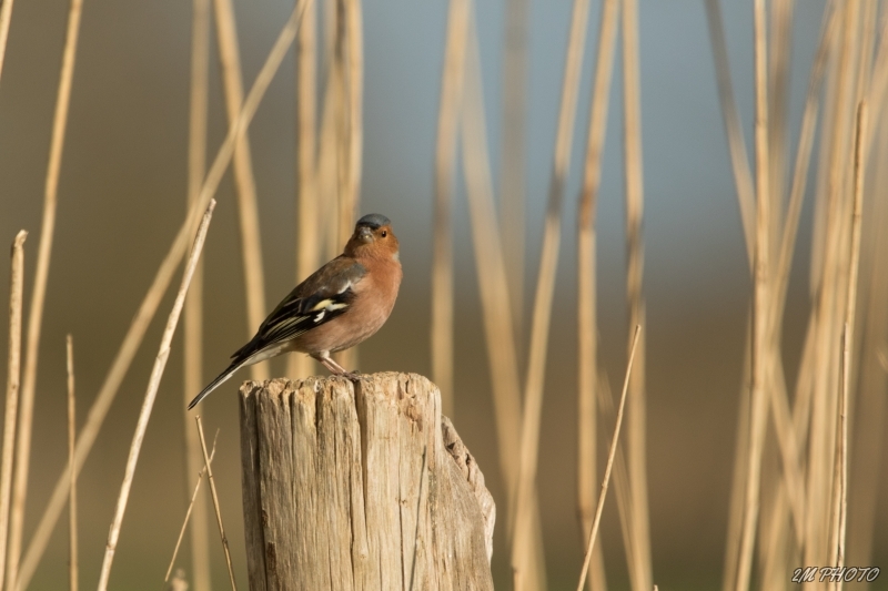 Photo Oiseaux Pinson des arbres