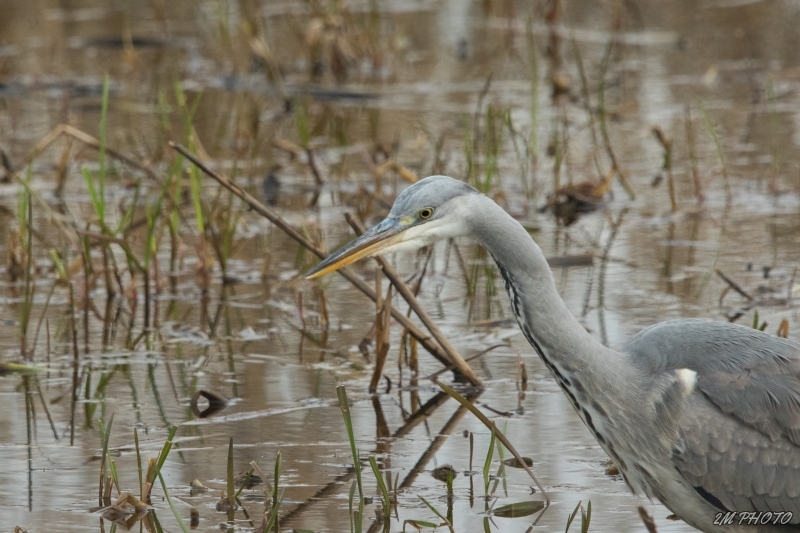 Photo Oiseaux heron cendrè ( à la pêche )