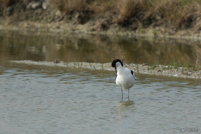Photo Oiseaux avocette elegante
